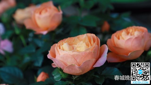 西华公园年宵花展