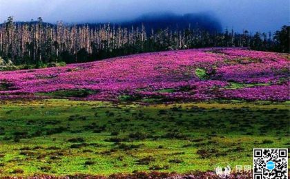 观满山杜鹃花海 香格里拉这些地方人少...