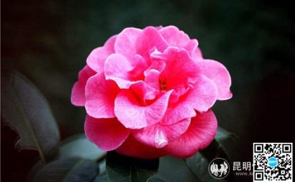 走进“昆明市花”云南山茶这张历史名片